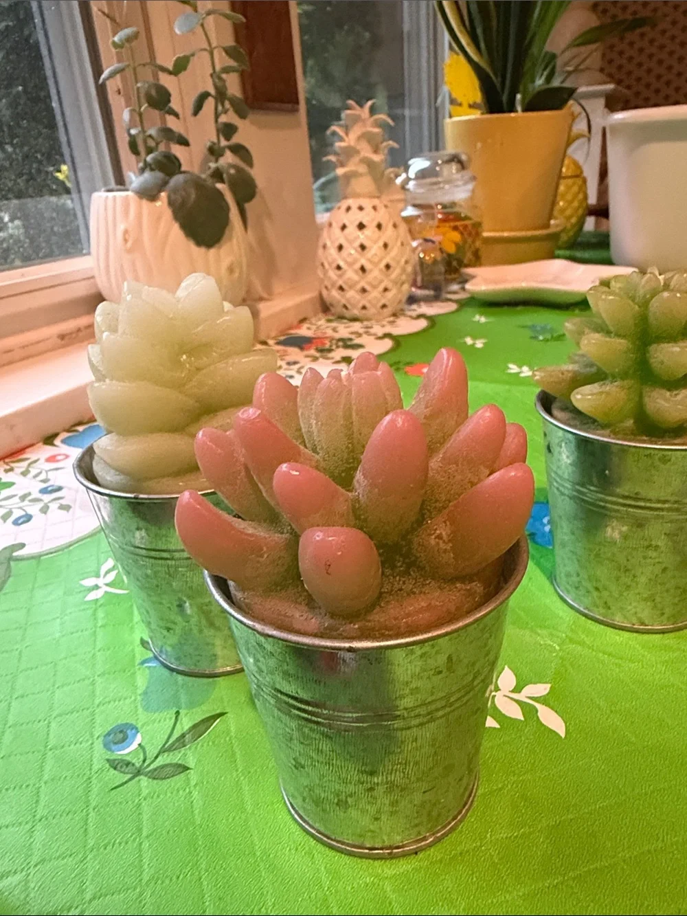 Set of 3 Pottery Barn Succulent Candles